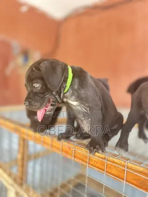 1-3 months Male Purebred Cane Corso
