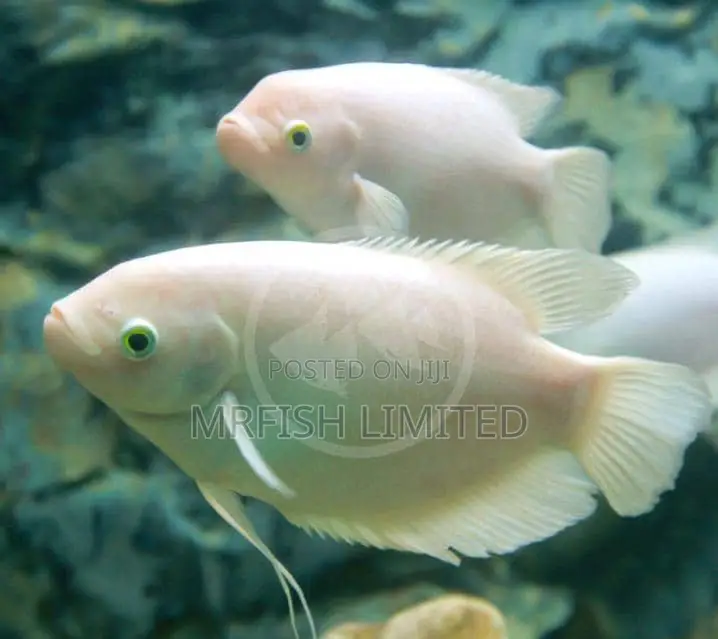 Blue or Three Spot Gourami Fish