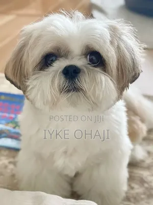 3-6 months Female Purebred Lhasa Apso