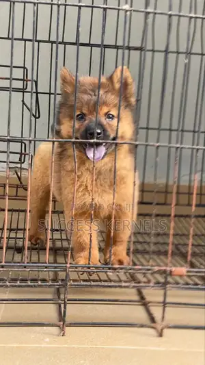 1-3 months Female Purebred Chow Chow