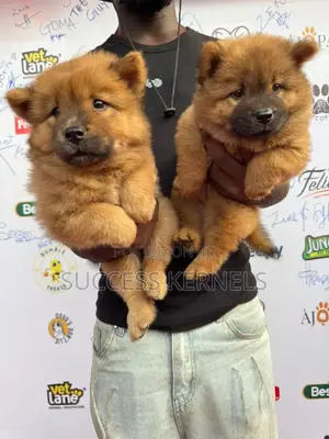 1-3 months Female Purebred Chow Chow