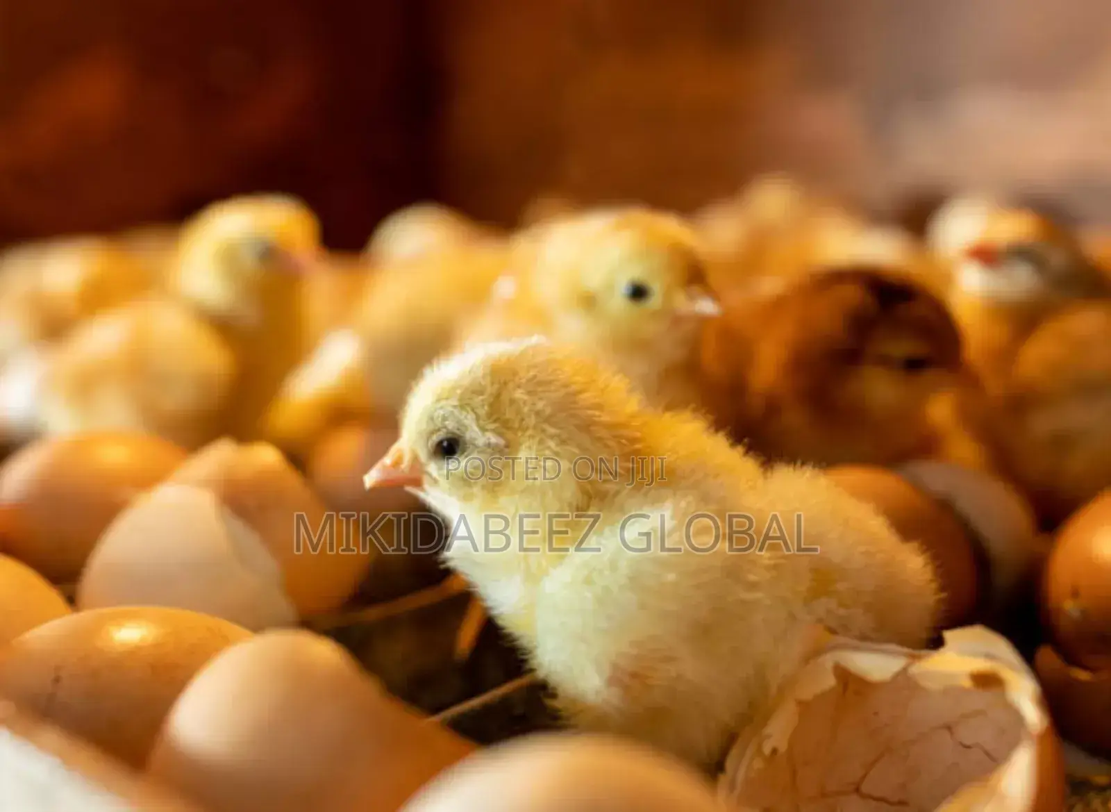 Day Old Chicks—Quality, Healthy, Vaccinated
