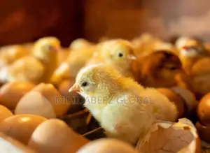 Day Old Chicks—Quality, Healthy, Vaccinated