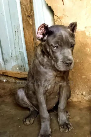 1-3 months Male Purebred Cane Corso