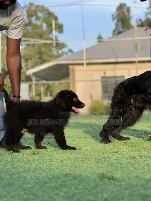 1-3 months Male Purebred German Shepherd