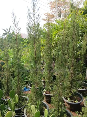 Italian Cypress