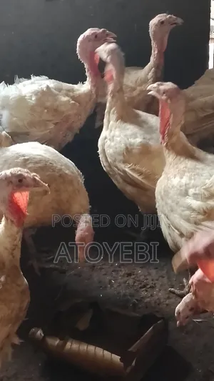 Imported Female Turkey for Christmas