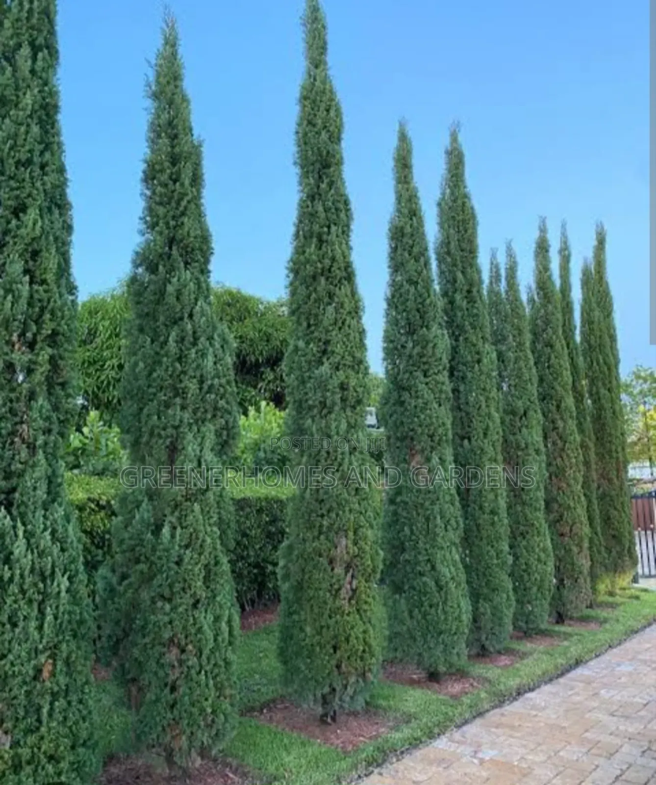 Italian Cypress