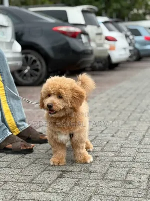 6-12 months Male Purebred Lhasa Apso
