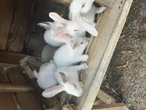Male Hyla Max Rabbit