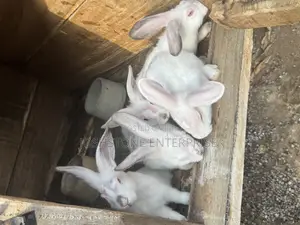 Male Hyla Max Rabbit