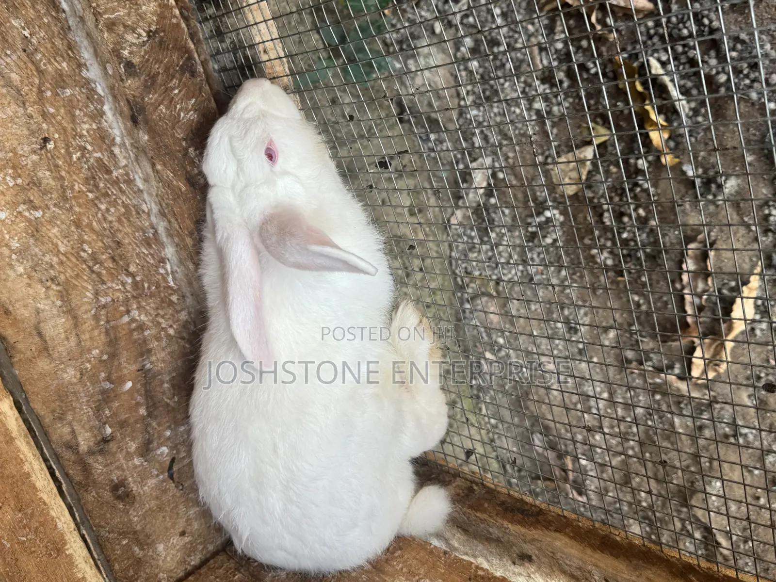 Male Hyla Max Rabbit