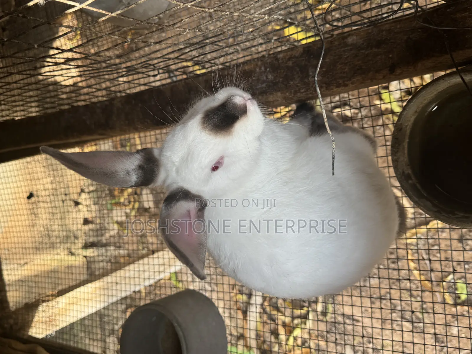Male Hyla Max Rabbit