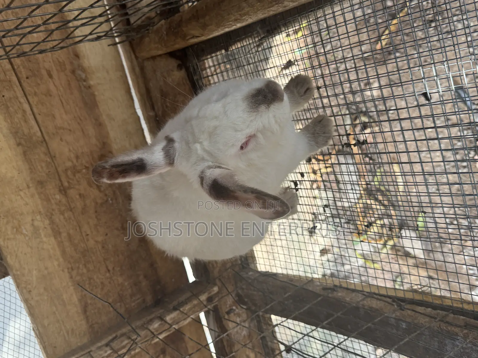 Male Hyla Max Rabbit