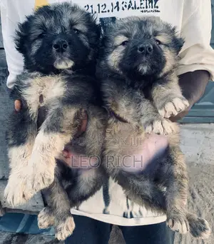 1-3 months Female Purebred Caucasian Shepherd