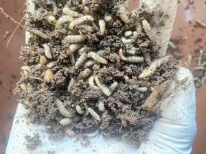 Black Soldier Fly Larvae