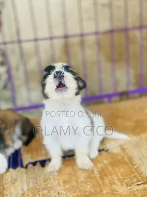 1-3 months Female Purebred Lhasa Apso