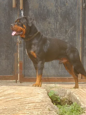 1+ year Male Purebred Rottweiler