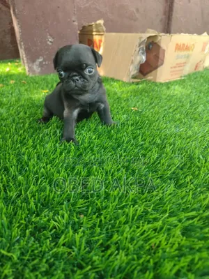 1-3 months Female Purebred Pug