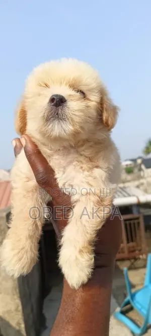1-3 months Female Purebred Lhasa Apso
