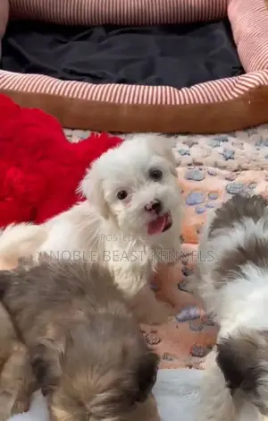 0-1 month Male Purebred Lhasa Apso