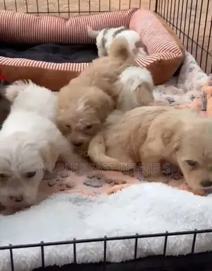 0-1 month Female Purebred Lhasa Apso