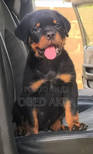 1-3 months Male Purebred Rottweiler