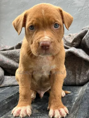 1-3 months Male Purebred American Pit Bull Terrier