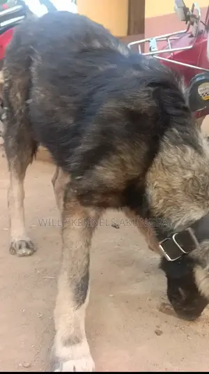 3-6 months Male Purebred Caucasian Shepherd