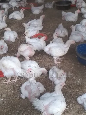 Livestock : Broilers, Pullets, Pigs, Turkey, Catfish