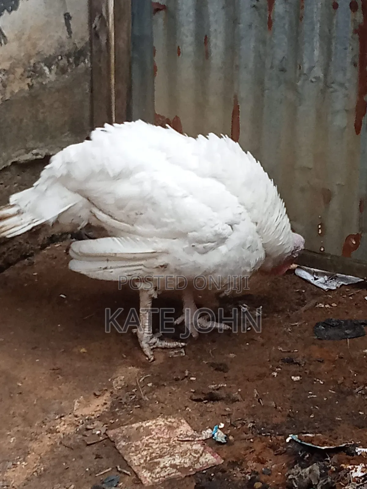 Heavy Foreign Turkey