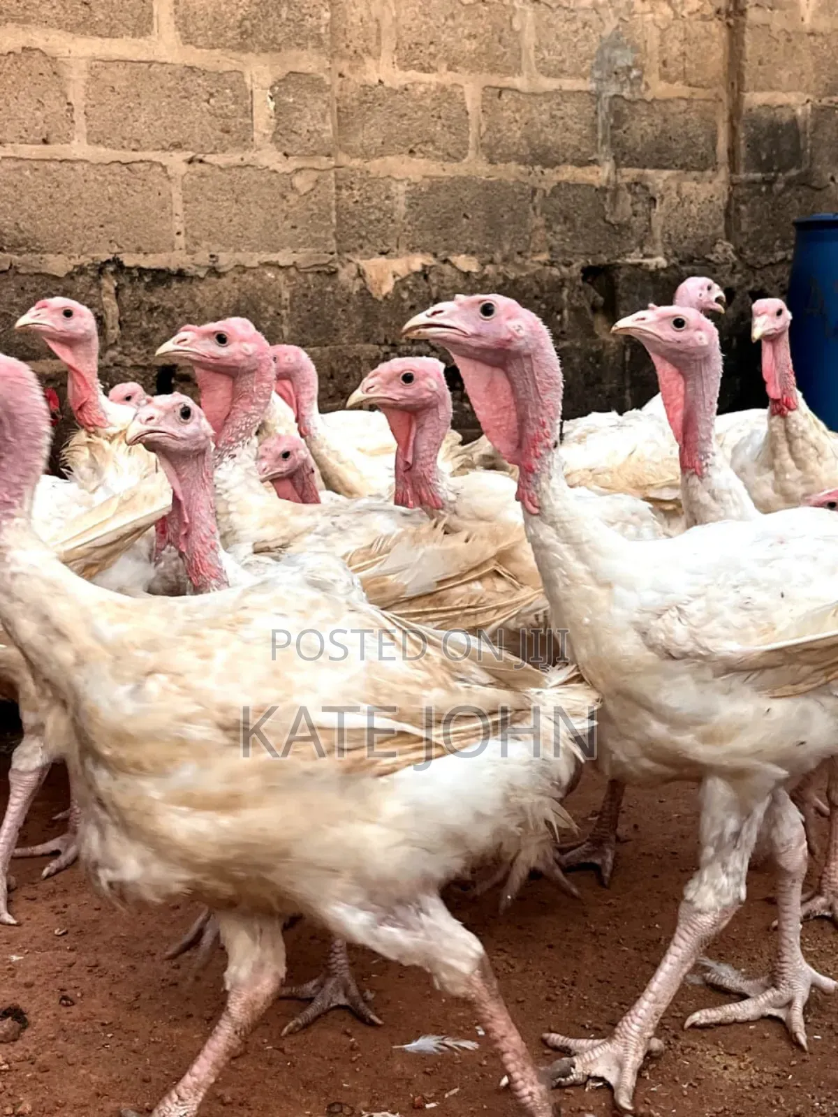 Heavy Foreign Turkey