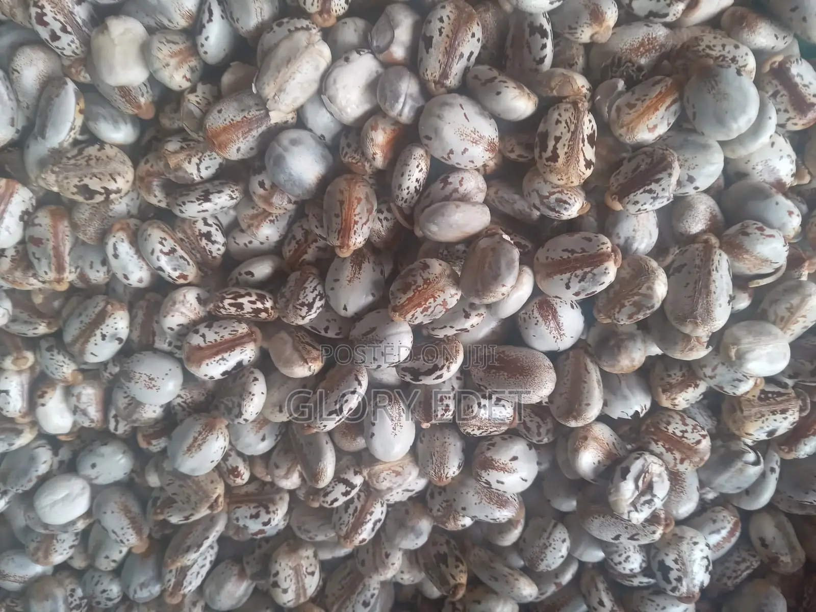 Castor Seeds Available
