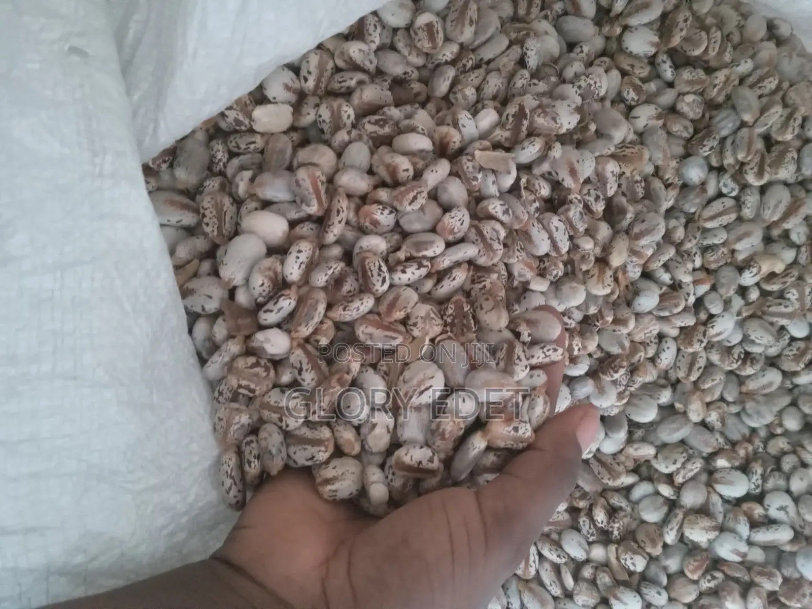 Castor Seeds Available