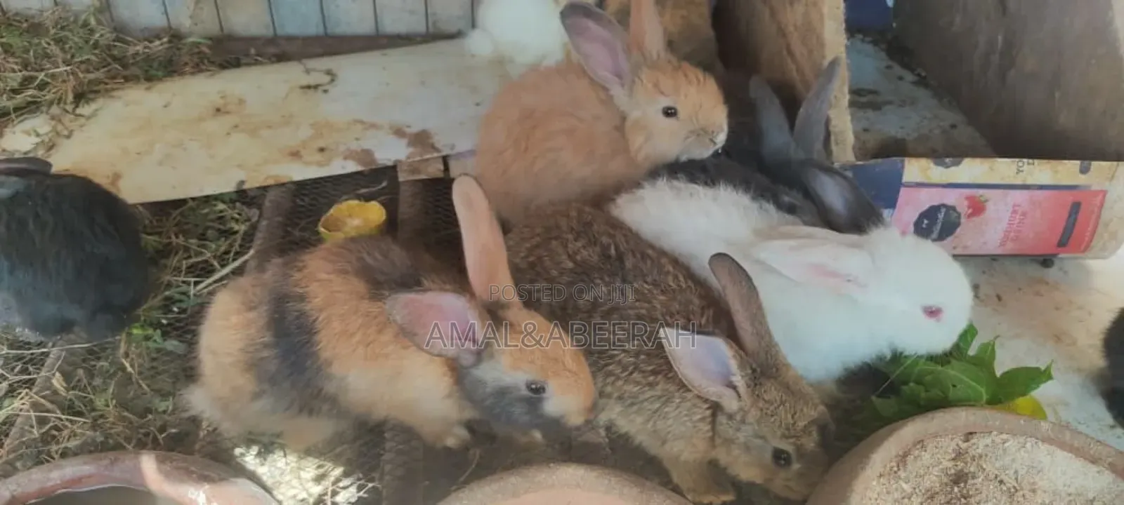 Rabbits for Sale