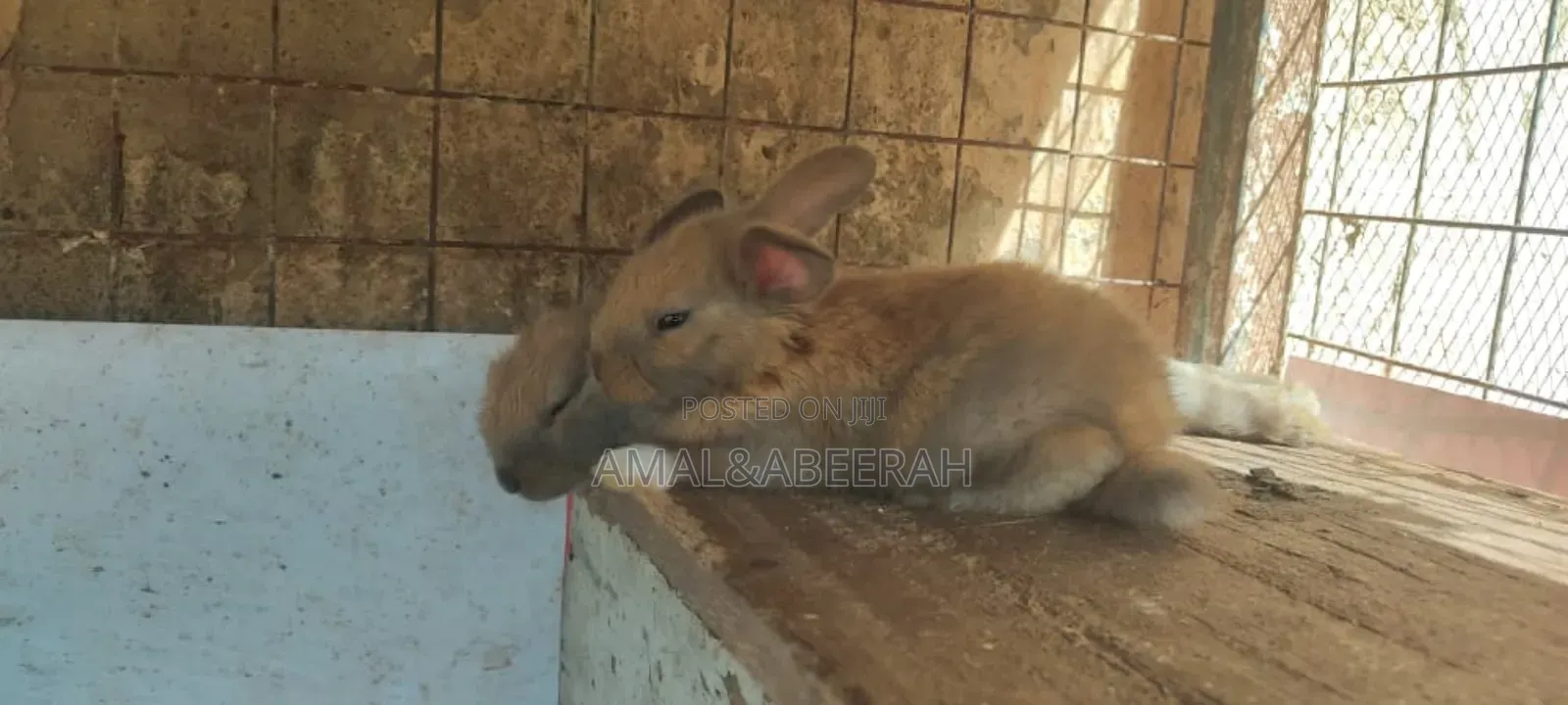 Rabbits for Sale