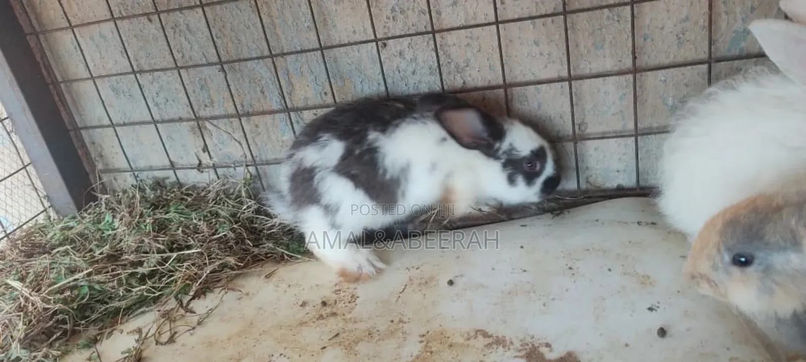 Rabbits for Sale