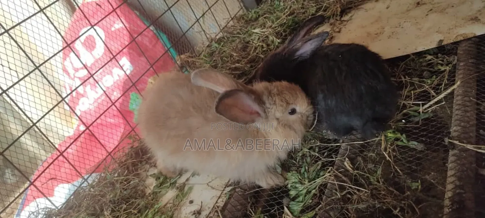 Rabbits for Sale