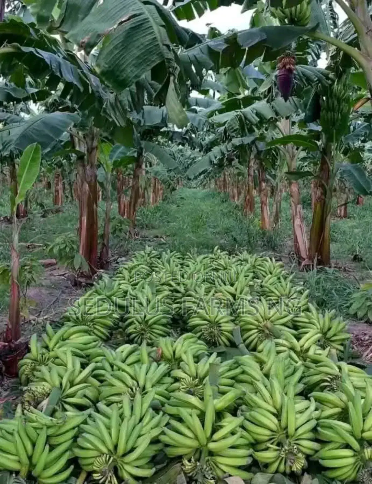 Treated Dwarf Hybrid Plantain Suckers