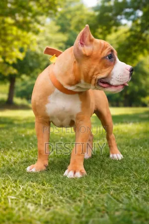3-6 months Female Purebred American Bully