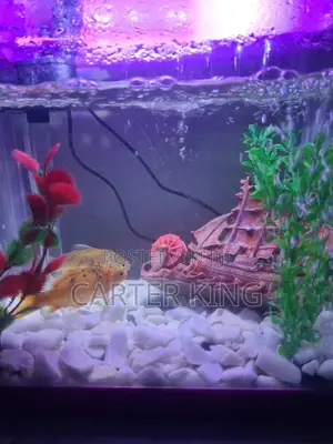 Fish Aquarium