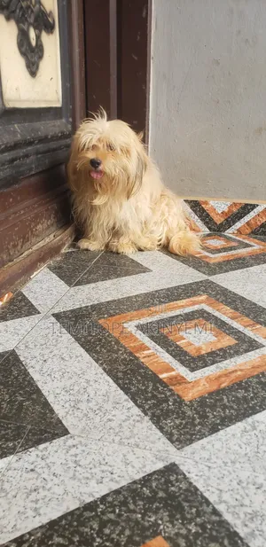 1+ year Female Purebred Lhasa Apso