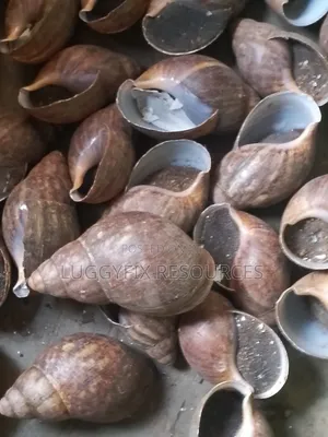 Snails,Point Of Lay, Dried Plantains