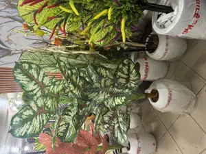 Home Flowers