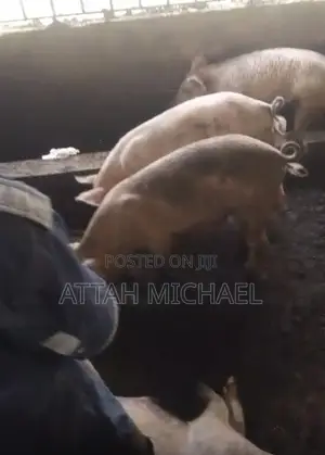 Large White Landrace and Hybrid Pigs for Sale