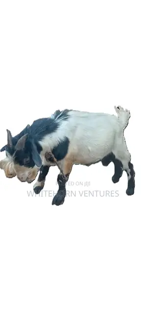 Male Wad Goat for Sale