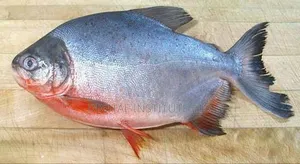 Fresh Sea Fish Assorted