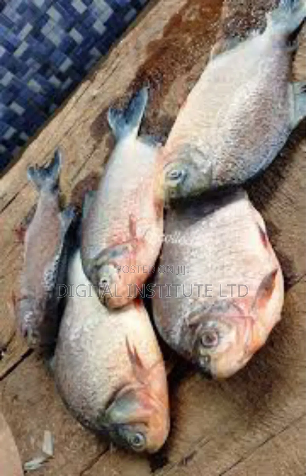 Fresh Sea Fish Assorted