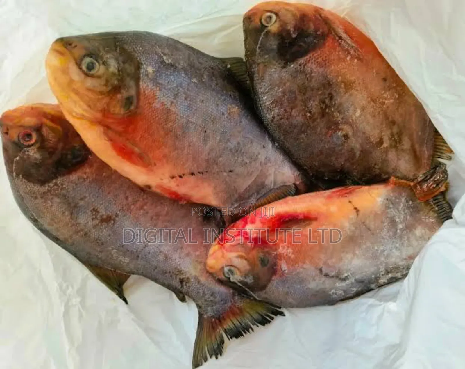 Fresh Sea Fish Assorted