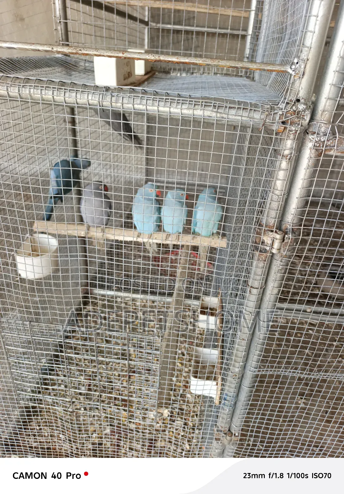 Foreign Ringnecks Parrots